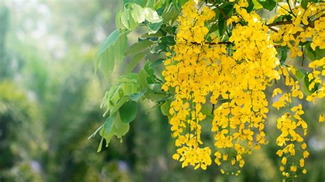 native flowers of thailand.